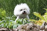 BICHON FRISE 505